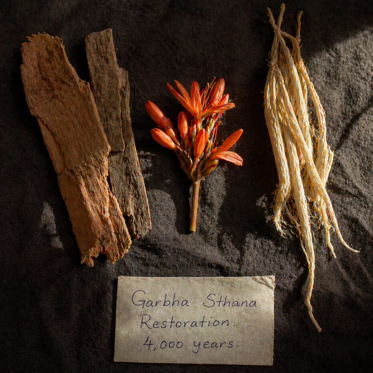 Three botanicals on dark Indian linen: Lodhra bark, Ashoka flower, Shatavari root